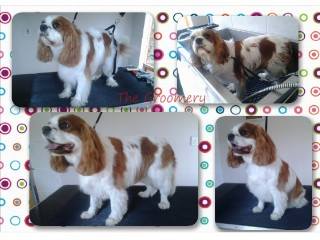 The Groomery, Bristol added a new photo.